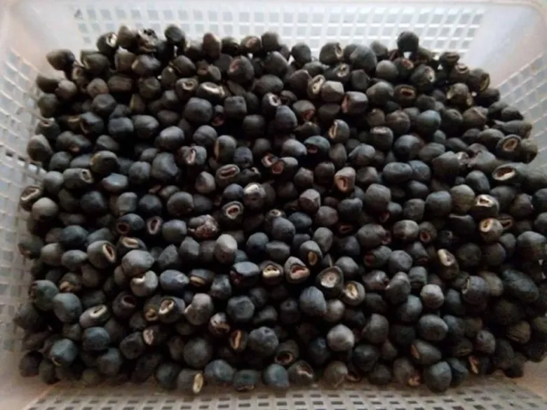 Hạt chuối cô đơn phơi khô là nguyên liệu quý trong các bài thuốc dân gian và trà dưỡng sinh.